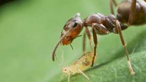 Boj proti mravenci na zahradní stromy